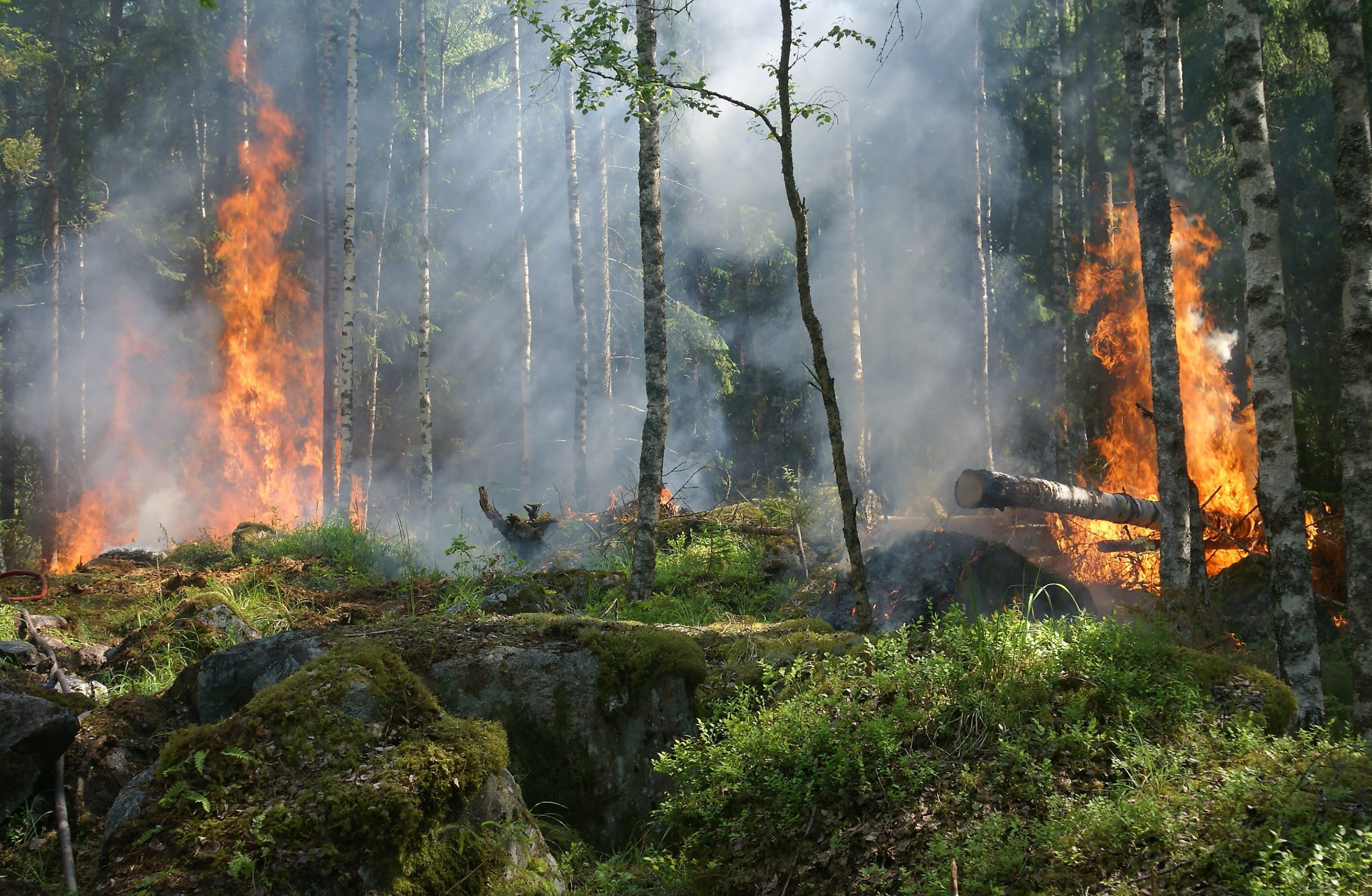 Pożar w Nadleśnictwie Włodawa. Zniszczeniu uległy 33 hektary lasu