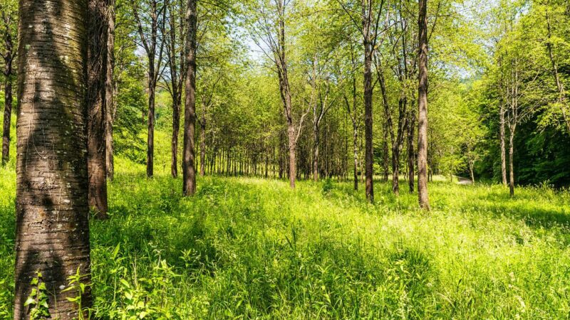 Puławy częścią Ogólnopolskiego Sprzątania Lasów